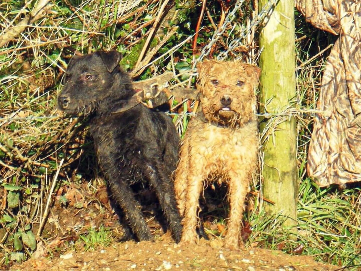 lurcherwork's tweet photo. Some throwback pics, April and Chunk. I have owned three dogs called Chunk two black terriers and a black labrador and I didnβt name any of them π #workingterrier #lakelandterrier #huntterrier #diggingdog #terrier https://t.co/GgVsuqat90
