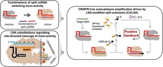 An autocatalytic CRISPR-Cas amplification effect propelled by the LNA-modified split activators for DNA sensing doi.org/10.1093/nar/gk…