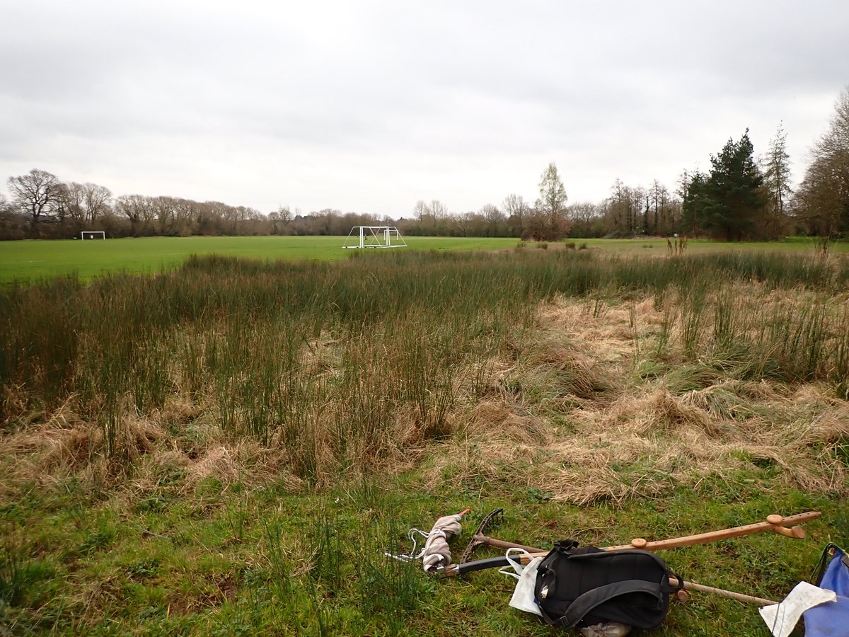 Last autumn discovered 15 fruiting heads of Nat. Red listed Round-flowered Rush Juncus compressus in this old wet seepage on a bank in Cuttelowe Park Oxford. But Hard Rush Juncus inflexus &amp; sedges becoming dominant because big machinery can't cut/collect here without sinking. 1/2