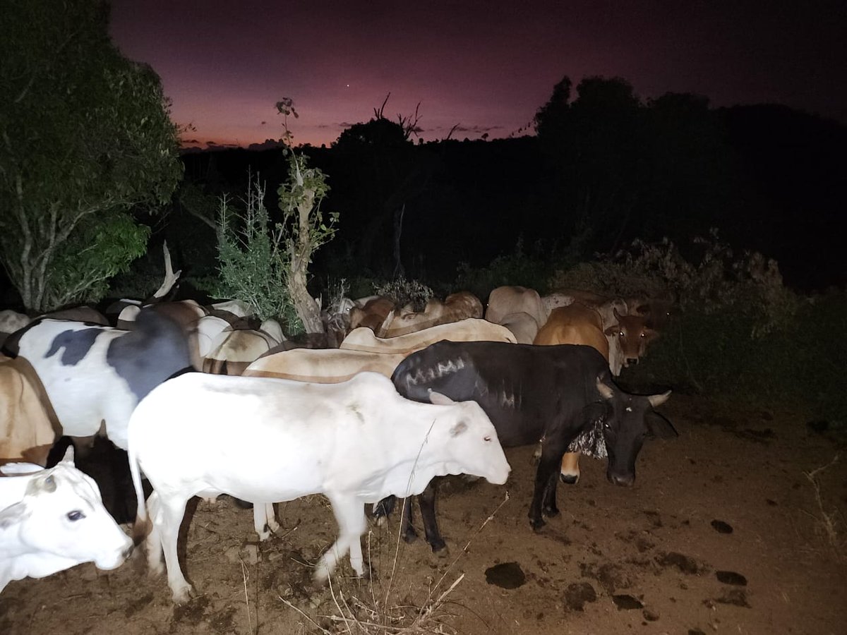 An Intelligence led operation saw herds of cattle recovered in parts of Laikipia. The cattle had been stolen from the Tigania area by #bandits.

Operation Maliza Uhalifu North Rift continues to deal blows to #banditry as officers relentlessly step up against the vice.

#SecureKE…