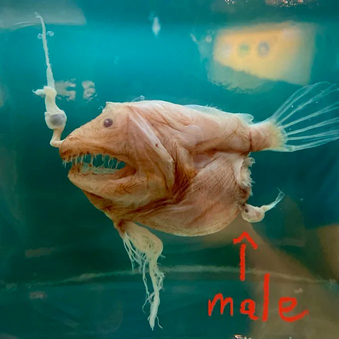 Creepy.org on X: All male Anglerfish will starve to death as virgins if  they do not find and bite the belly of a female where they will remain  permanently attached, nourished by