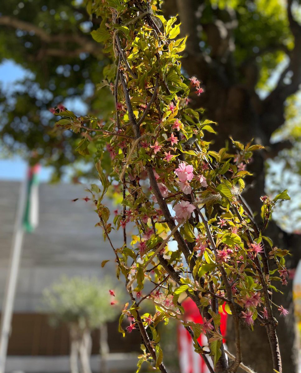 🌸🕊️ "ヨルダン・日本友好70周年記念" 🕊️🌸

                🌸🕊️ 🇯🇴🤝🇯🇵 🕊️🌸

2024年3月15日(金)、ヨルダンと日本の外交樹立70周年という素晴らしい節目を記念し、大使館にて桜の植樹式が行われることを光栄に思います。
