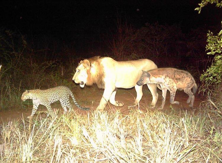 Akagera National Park tweet media