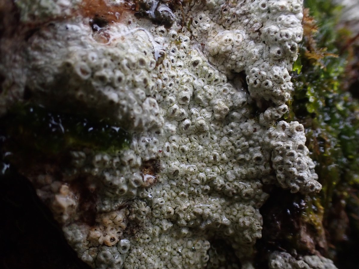 onLoughrigg's tweet image. Yesterday, in a wet wood north of Hadrian's Wall (but still in Cumbria), there were beautiful Coniocarpon cinnabarinum mosaics on hazel; oodles of Thelotrema lepadinum on everything ; lovely leafy gates; folk staring at small things.