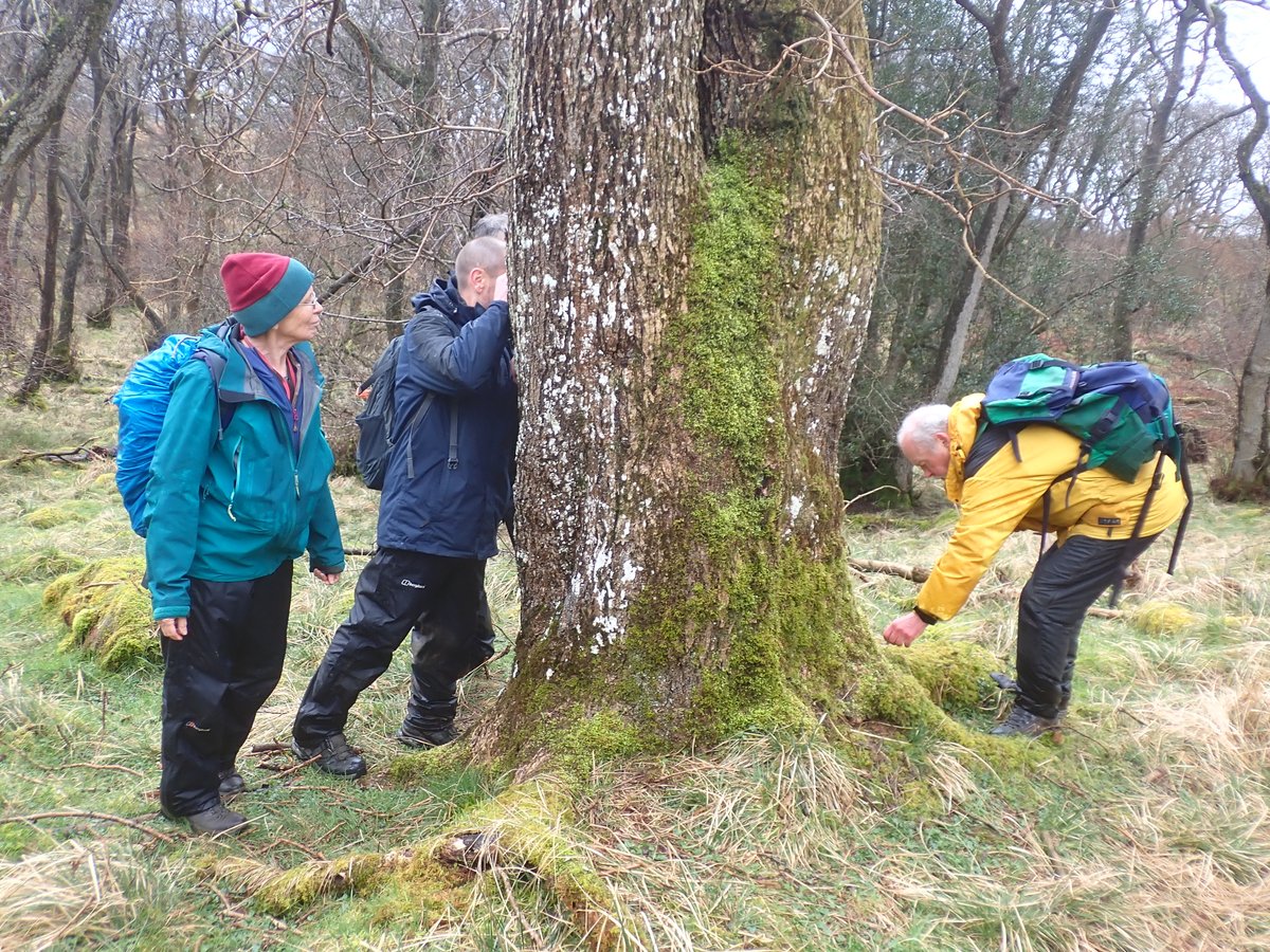 onLoughrigg's tweet image. Yesterday, in a wet wood north of Hadrian's Wall (but still in Cumbria), there were beautiful Coniocarpon cinnabarinum mosaics on hazel; oodles of Thelotrema lepadinum on everything ; lovely leafy gates; folk staring at small things.