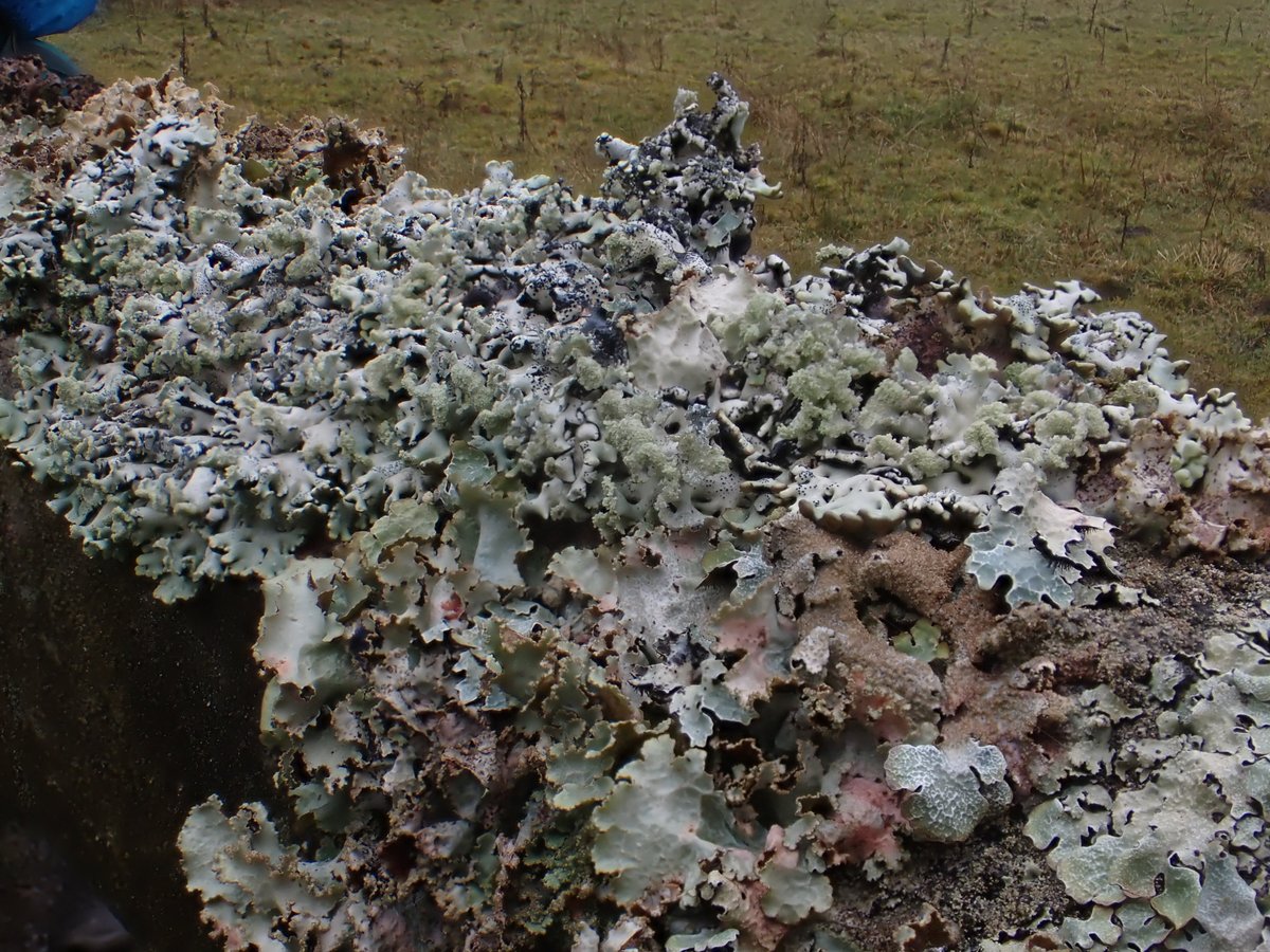 onLoughrigg's tweet image. Yesterday, in a wet wood north of Hadrian's Wall (but still in Cumbria), there were beautiful Coniocarpon cinnabarinum mosaics on hazel; oodles of Thelotrema lepadinum on everything ; lovely leafy gates; folk staring at small things.