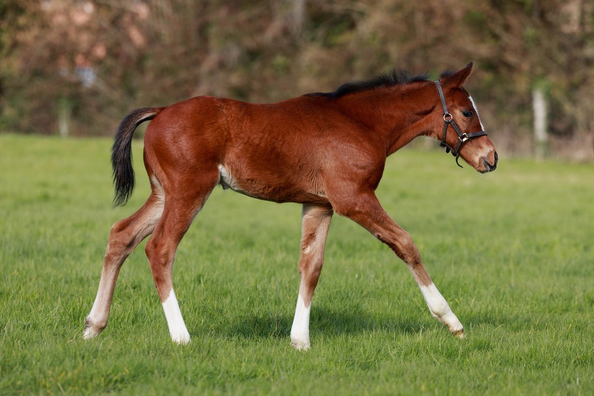 Our #FoalFriday is a solid #SEALIWAY colt out of an ZARAK mare, a half-sister to listed winner RASHFORD 🍀 #rpfoalgallery
