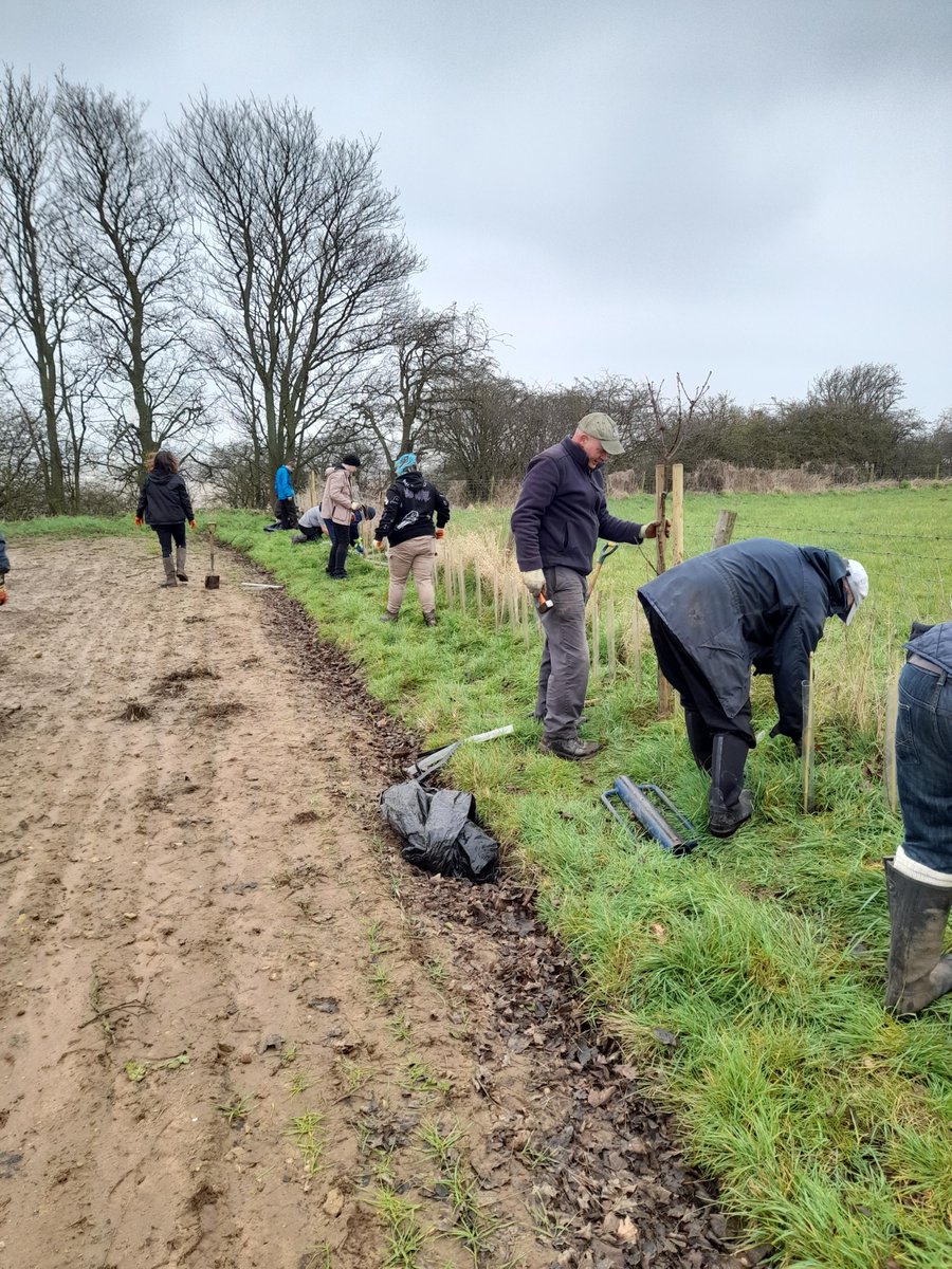 This week we have been planting over 6000 saplings in Alkborough in North Lincolnshire. The #native broadleaf hedgerow will boost #biodiversity, aid as a natures corridor, act as shelter to the wind and prevent flooding around the agricultural fields we have planted.