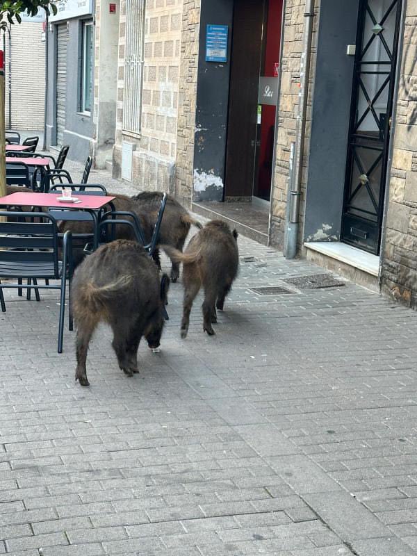 Totbadalona's tweet photo. 🐗Un grup de porcs senglars s’han passejat, durant les darreres hores, a molts racons del Centre de #Badalona. https://t.co/Ji4f6yhZb4