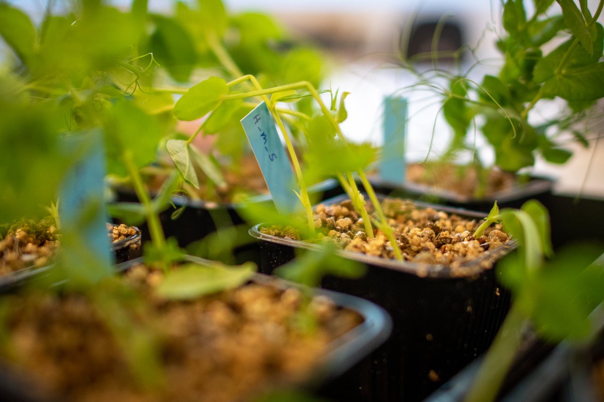 Peas often suffer from root rot caused by the water mold Aphanomyces euteiches. In her doctoral thesis, Carol Kälin has investigated how root rot in peas can be combated with resistant pea varieties slu.se/en/ew-news/202…