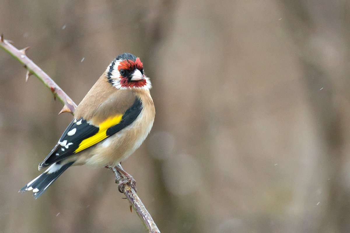 martynsimages's tweet photo. First time out with the camera for a while, last Sunday at Belvide in the rain https://t.co/EyWH0MMivg