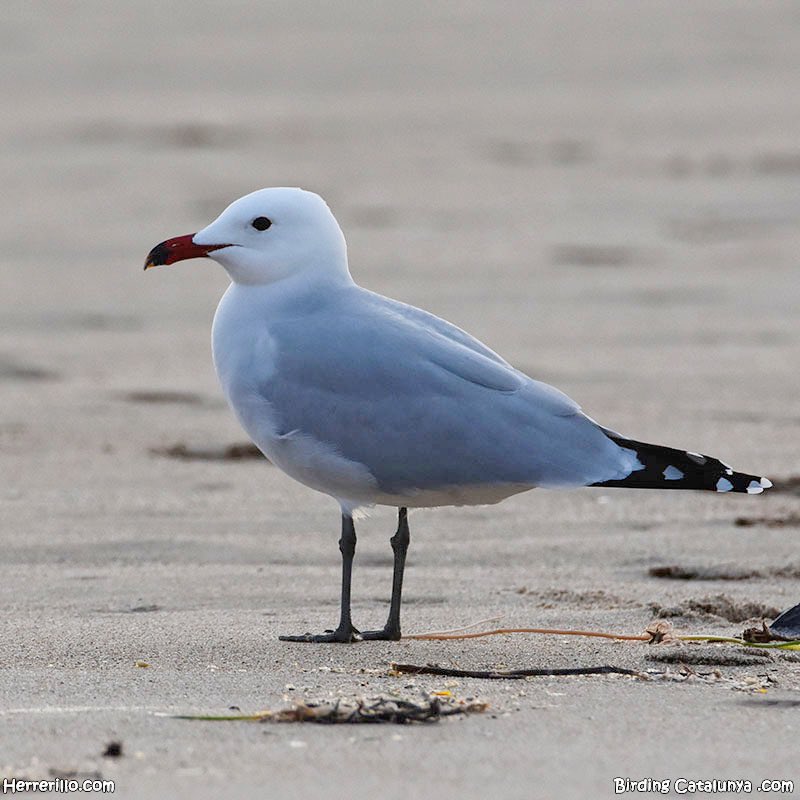 Birding Catalunya tweet media