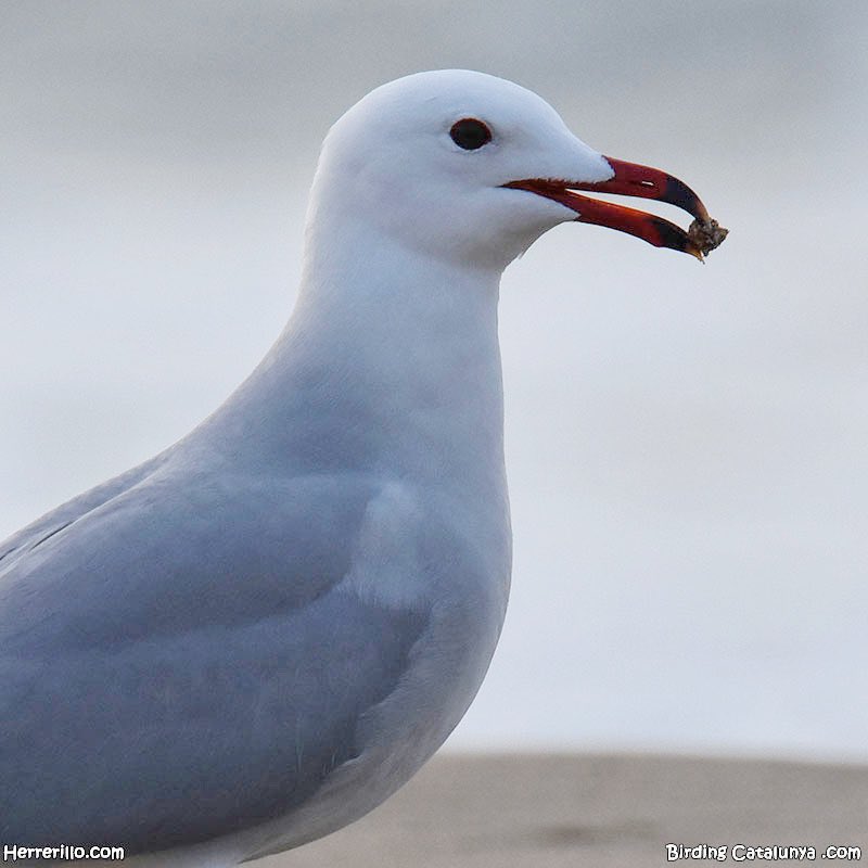 Birding Catalunya tweet media