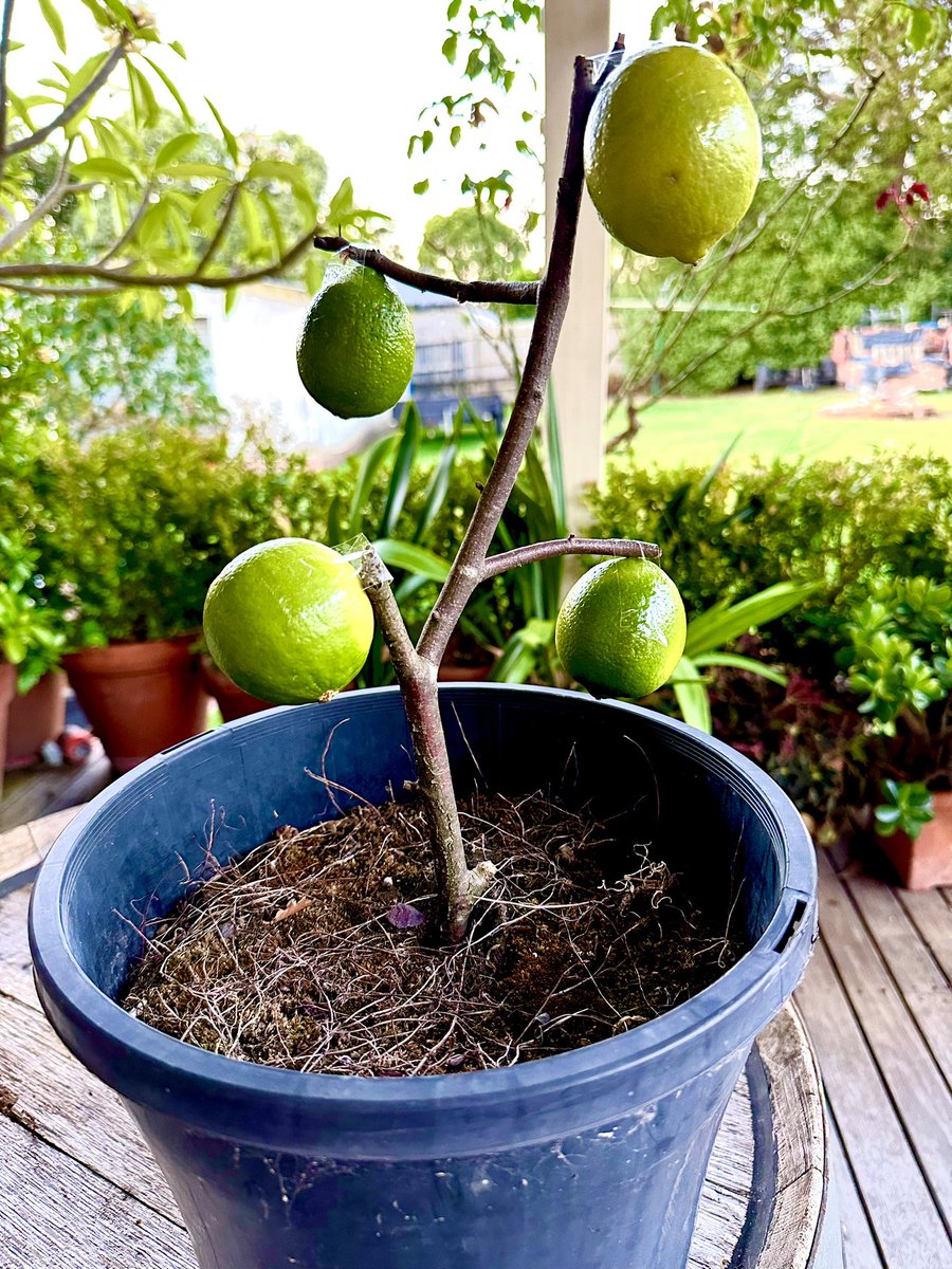 UnicrnShtMttrs's tweet photo. I officially submit my membership application to #LimeClub
@Spanners_cat https://t.co/9NG83BzYNx