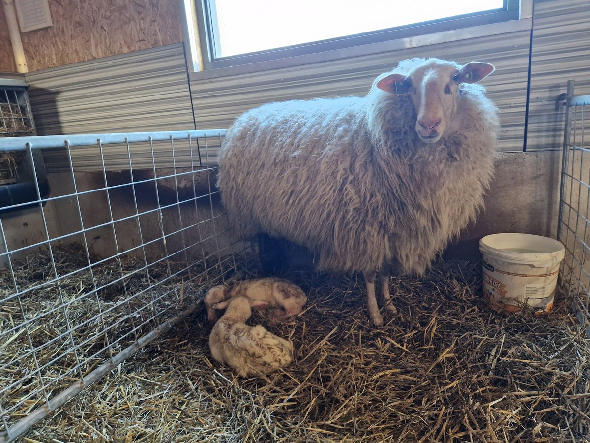 Vanmorgen vroeg zijn de eerste schapen lammetjes geboren 🥰