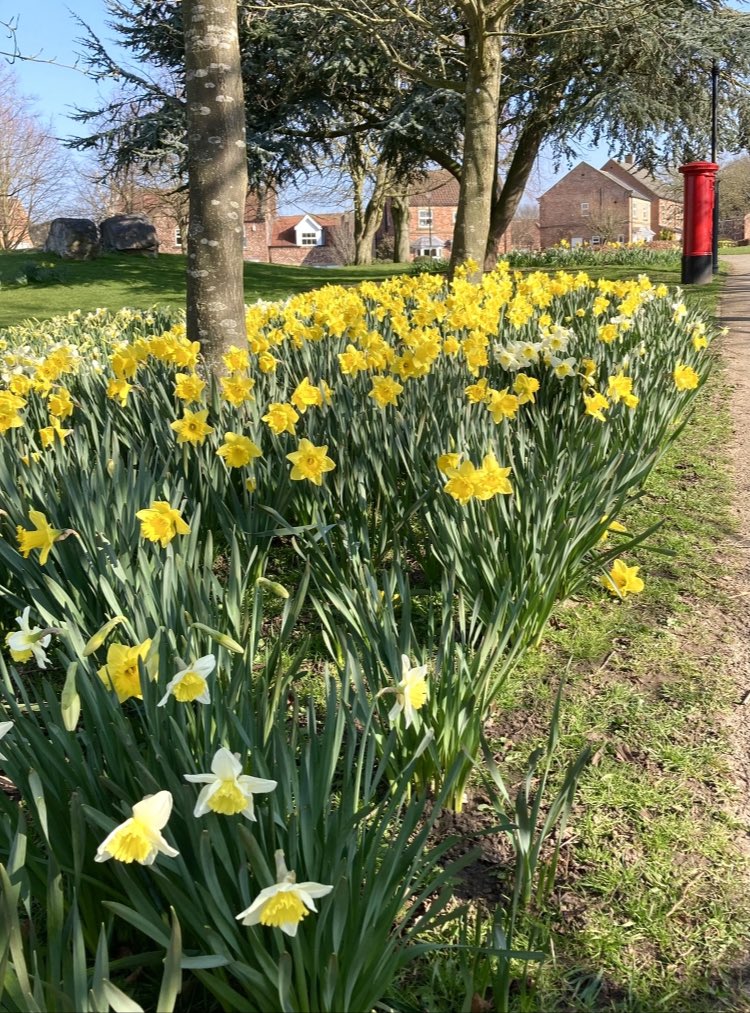 politicsastar's tweet photo. @spanswicktweets @BBCYork @katerinabbc @JoanitaMusisi @bekbythesea @theelliebrennan We’re lucky to have amazing displays of daffodils all around Easingwold
#Easingwold #BBCYork #spring https://t.co/f7jNU6v2oR