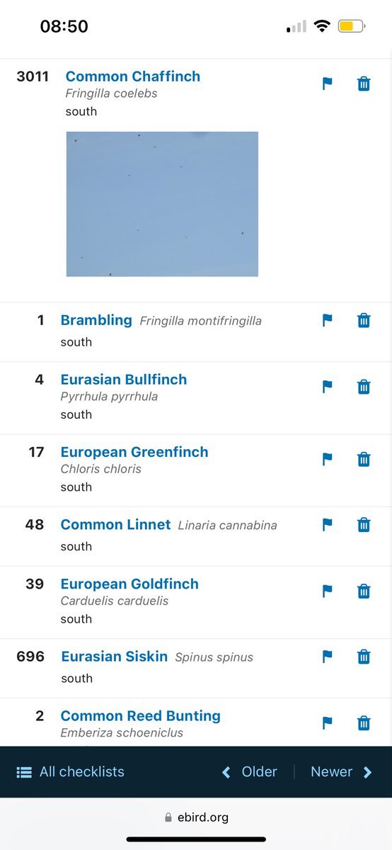 I’m hearing it’s a big chaffinch day in east Norfolk, mid/late March vismig is one of the things I miss most about there! Here is my best chaffinch day from Hemsby ebird.org/checklist/S661…