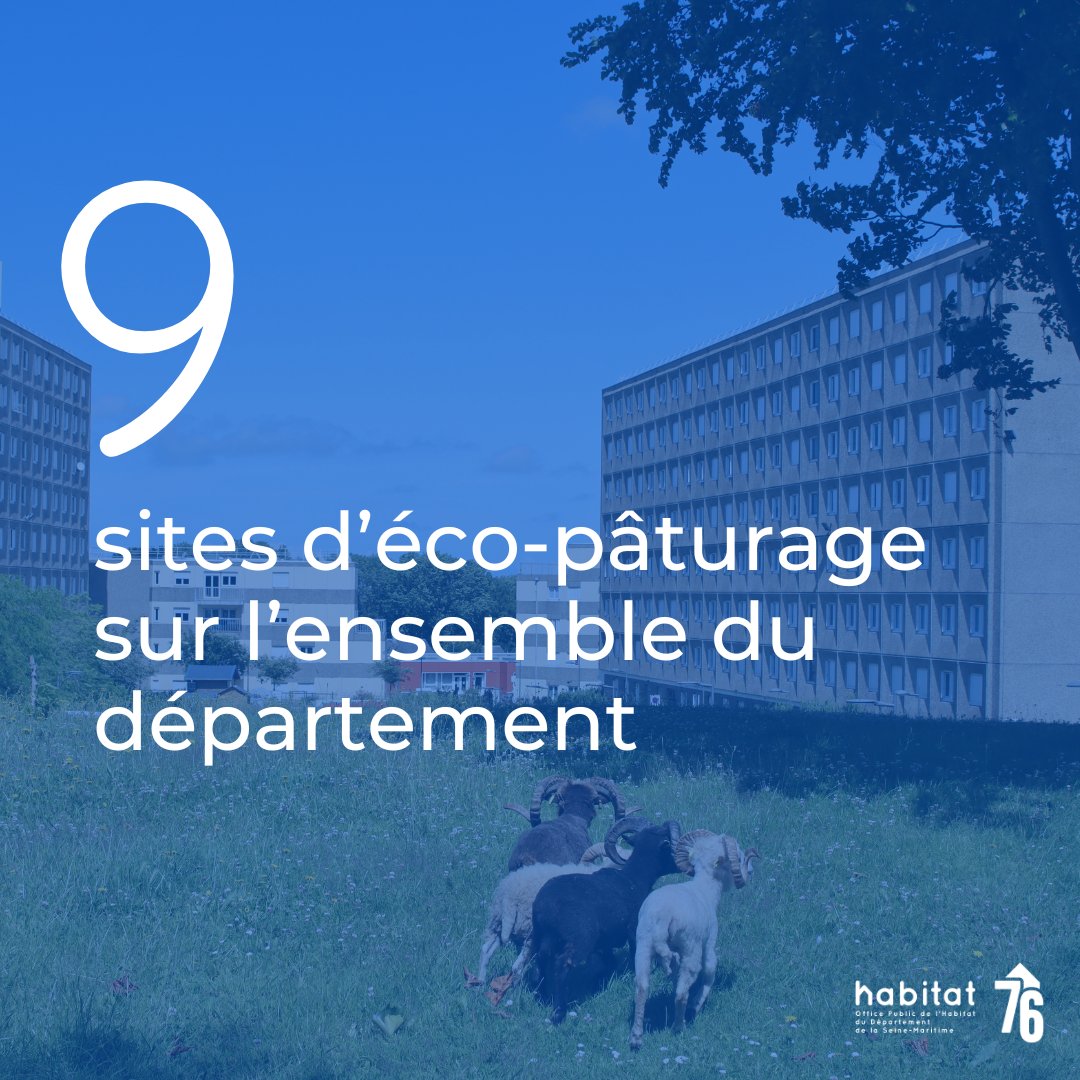 📢 Habitat 76 compte 9 sites d’éco-pâturage répartis sur l’ensemble du département ! 🐑 

Quels sont les avantages ? 🤔 

➡️Les animaux remplacent les machines et les produits chimiques 

➡️Entretenir les espaces verts en préservant la biodiversité  

#ecopaturage #environnement