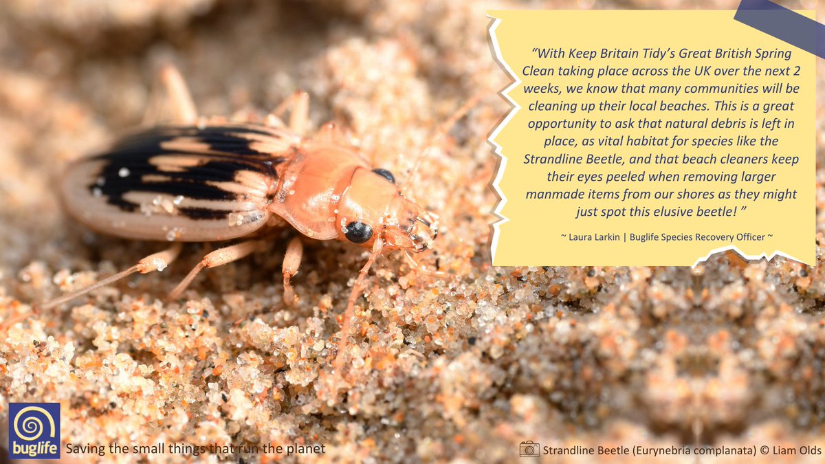 💥Join the Search for the Strandline Beetle💥 Take part in Buglife’s #CitizenScience survey to help the endangered #StrandlineBeetle in the #SouthWest. ℹ️ Find out more & take part 👇 buglife.org.uk/news/join-the-… 🧵@BBCCornwall @BBCDevon @NE_DCIoS @bbcsomerset @LegoLostAtSea