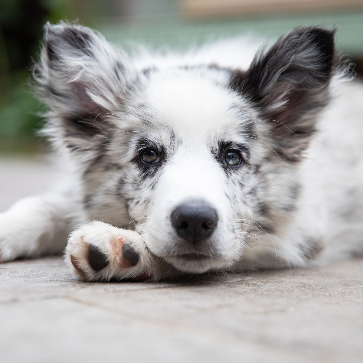 🎉 Exciting news! The Kennel Club adds 87 NEW DNA tests! 🧬 Protect your puppy's health with our expanded DNA Testing Services. Knowledge is key to a happy, healthy dog! #DogHealth #DNAtesting