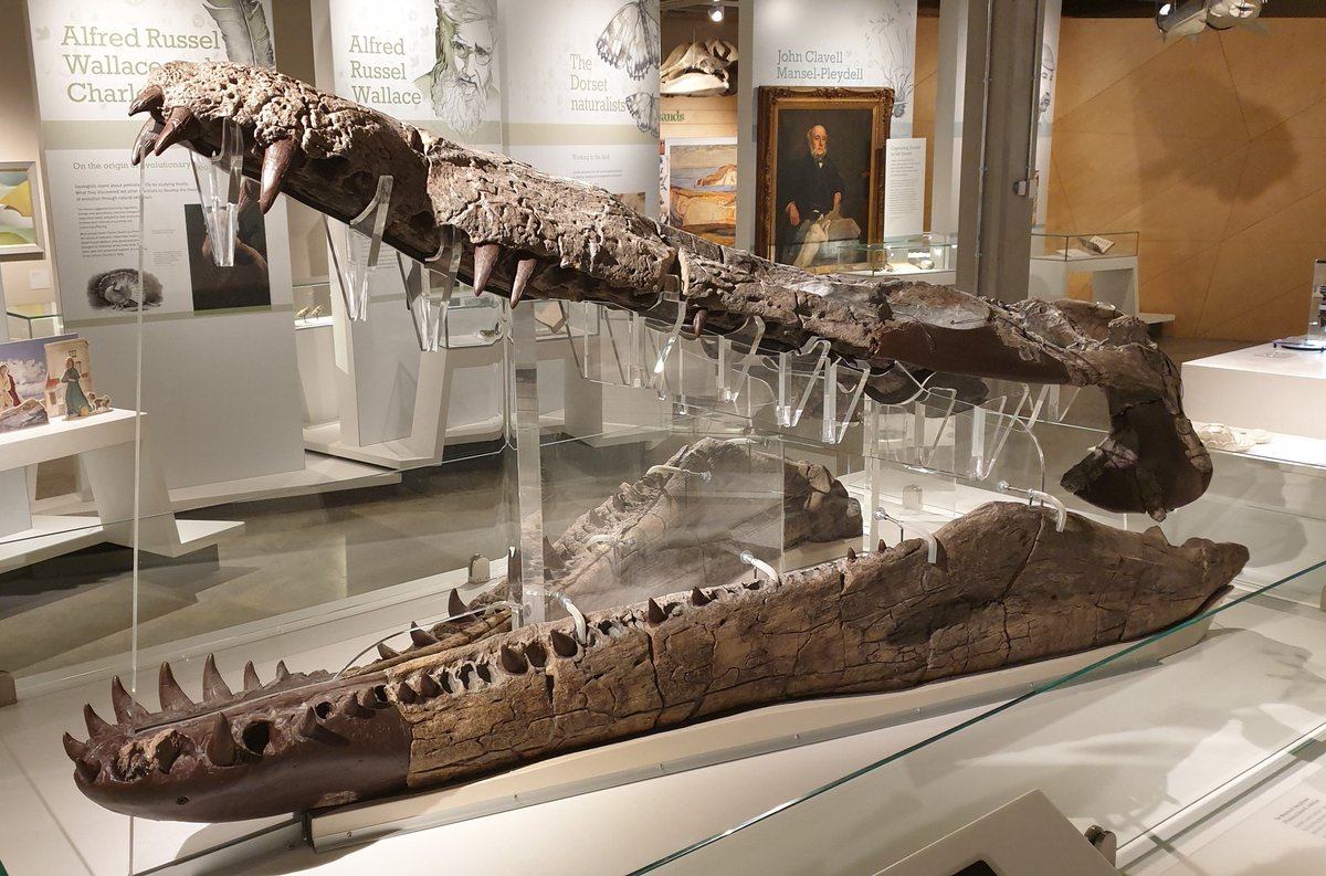 TetZoo's tweet photo. Great evening at @DorsetMuseum #Dorchester, home of @PliosaurKevan, Goniopholis kiplingi and much else. Thanks to those who came for my talk and those who bought books - I sold my entire stock and could have sold more! https://t.co/CqHWzCY074