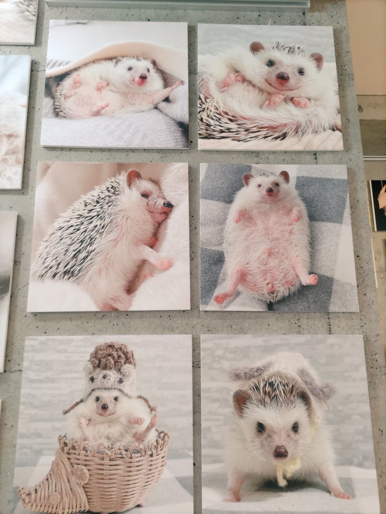 mofumofu8376's tweet photo. 名古屋のまるっと小動物展へ行ってきました。
ハリネズミのたわさん@_okogesanのパネルが可愛くて可愛くて…。推しグッズもお迎えできて大満足です🦔 https://t.co/Jr7p8rcqj0