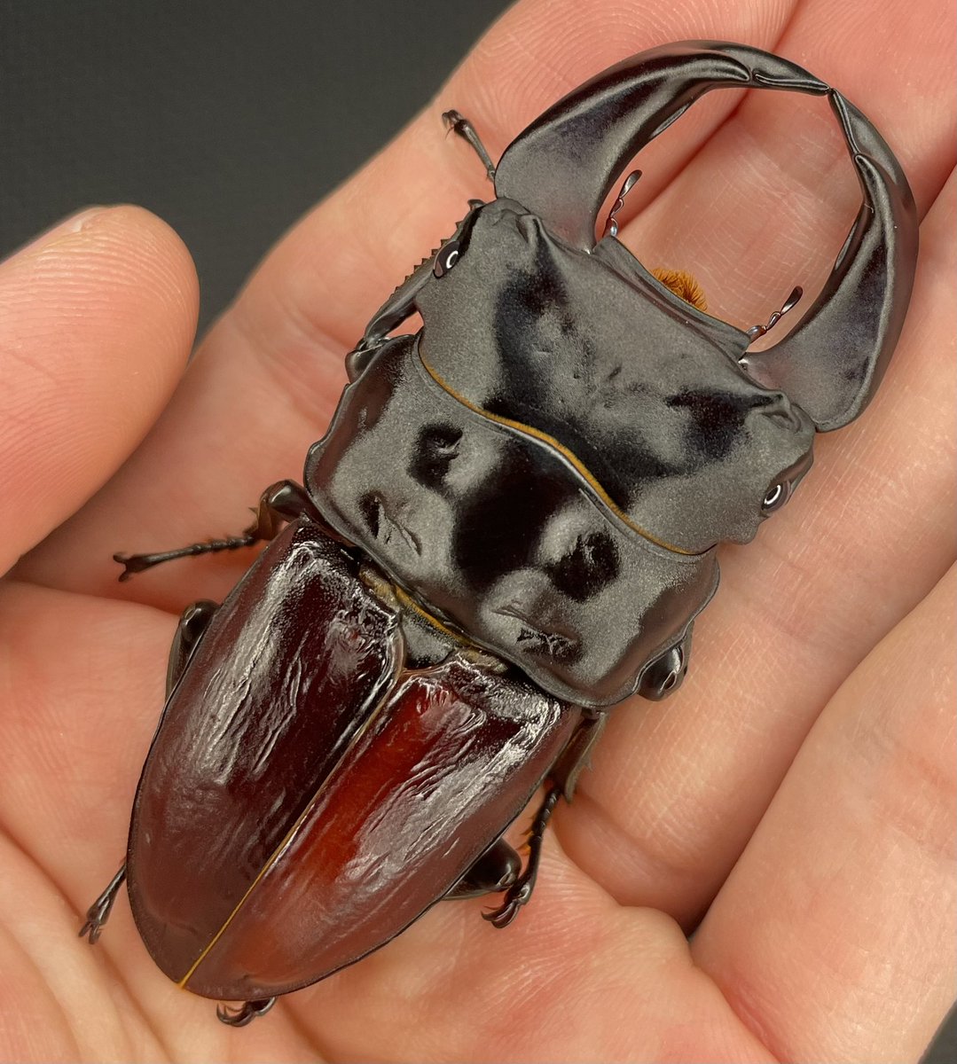 81炎駒系✖️関羽

体長70ミリ程（顎幅6.3〜6.5ミリ）

カッコいいと思える個体です。

同系統で期待出来そうな幼虫が2頭残っていますので、そちらも楽しみです🐛