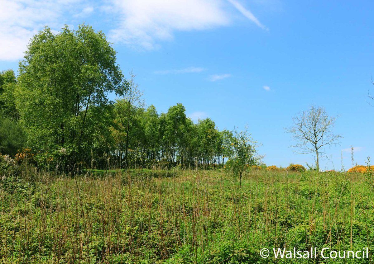 Two species of rare #bee are thriving on #BarrBeacon Local Nature Reserve in #Waslall thanks to @WalsallCouncil's heathland restoration work with @NaturalEngland's Purple Horizons Partnership #NatureRecovery project. Discover which species bees here: go.walsall.gov.uk/newsroom/rare-…