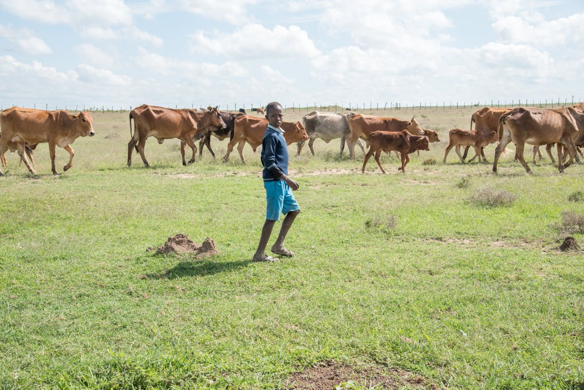 New Article! 

The promise of a more efficient ECF vaccine means healthy calves, cows &amp; more money to actualize this 11-year-old's dream of becoming a computer scientist in the next decade.

With ECF-free livestock, Peter Kilerai's dreams are valid.

tinyurl.com/yezyk4j3