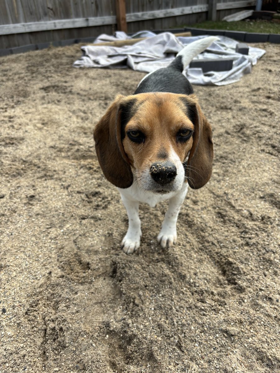 It wasn’t me digging in the sand, it was probably the squirrels.🐶😆😂 #dogcommunity #dogsoftwitter #dogsofX #beagle #beaglefacts #Friday #friyay #lol #FridayFunDay #cutedog