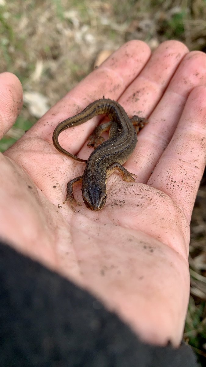 Steph34005455's tweet photo. 🐑 Flock movements @RowantNNR also involve ensuring water troughs are on and working - this little chap was found whilst switching a trough on 🦎 Tap turned on, and he was carefully replaced back where he was found #Newts #SmoothNewts https://t.co/PAV6rKMnWa