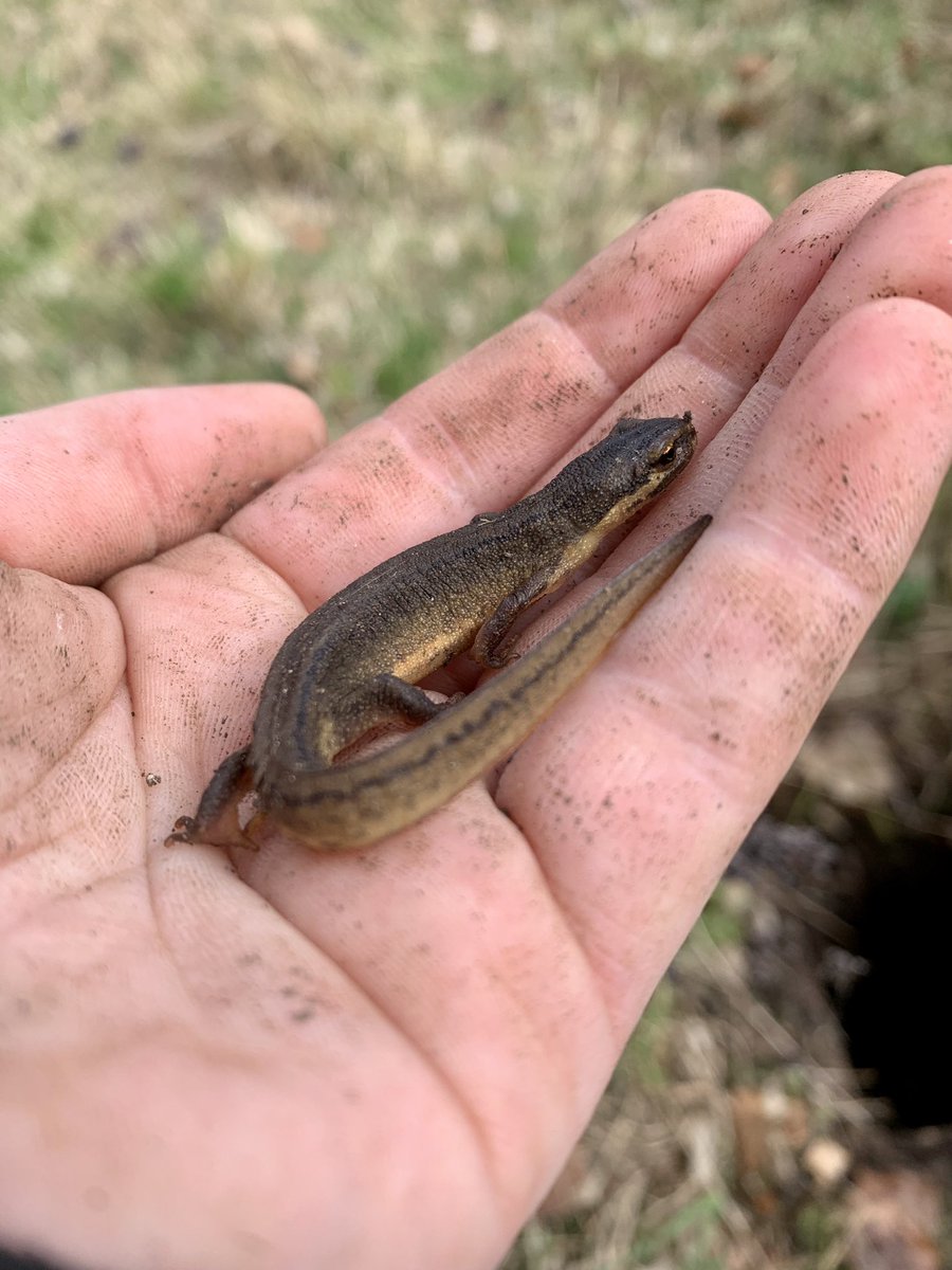 Steph34005455's tweet photo. 🐑 Flock movements @RowantNNR also involve ensuring water troughs are on and working - this little chap was found whilst switching a trough on 🦎 Tap turned on, and he was carefully replaced back where he was found #Newts #SmoothNewts https://t.co/PAV6rKMnWa