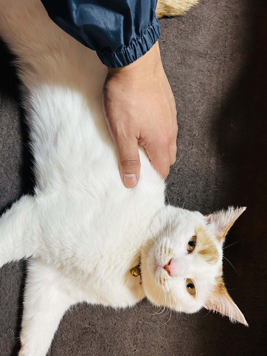 眠いのに起こすにゃっ！！😾