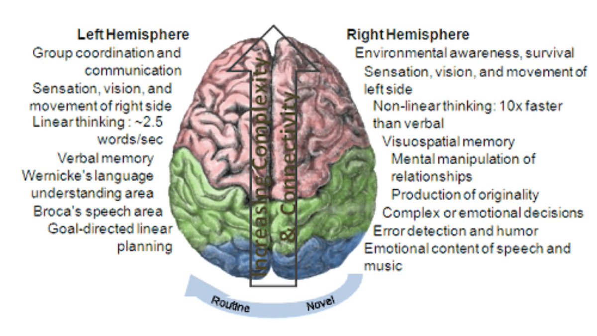 uberboyo's tweet image. The neuroscience of why people with NO voice in their heads are smarter than you:

- Look at the graphs below

- Note you ONLY have a speech centre on one side of your brain (the Brocas area) - when people get this damaged they lose the ability to speak or write

- Note the…
