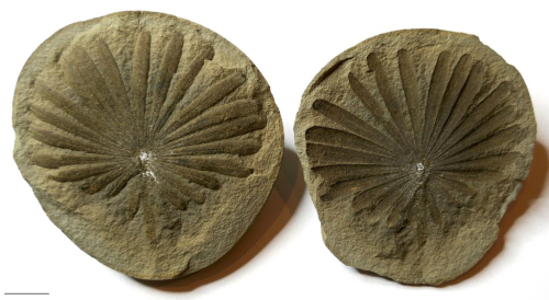 ESCONI's tweet photo. Fossil Friday #204: Annularia inflata #fossils #paleontology #annularia #MazonCreek #FossilFriday #calamites #pennsylvanian
https://t.co/cNlsYdBwwj https://t.co/ZnenUT6aNA