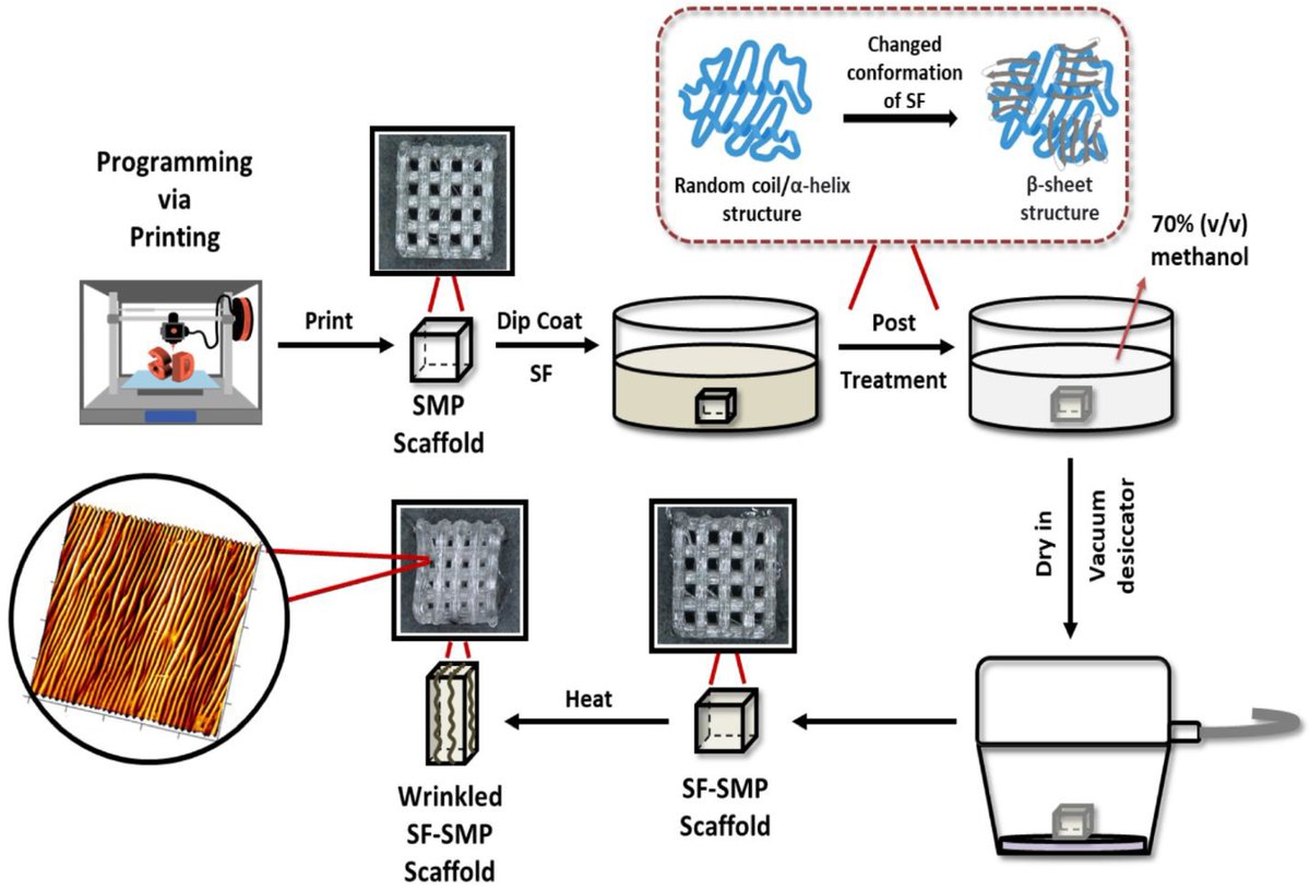 #OpenAccess Tuning the Topography of Dynamic 3D #Scaffolds through Functional Protein Wrinkled Coatings 🖊️Authors: Elizabeth Oguntade et al Read the full paper here👉mdpi.com/2073-4360/16/5…