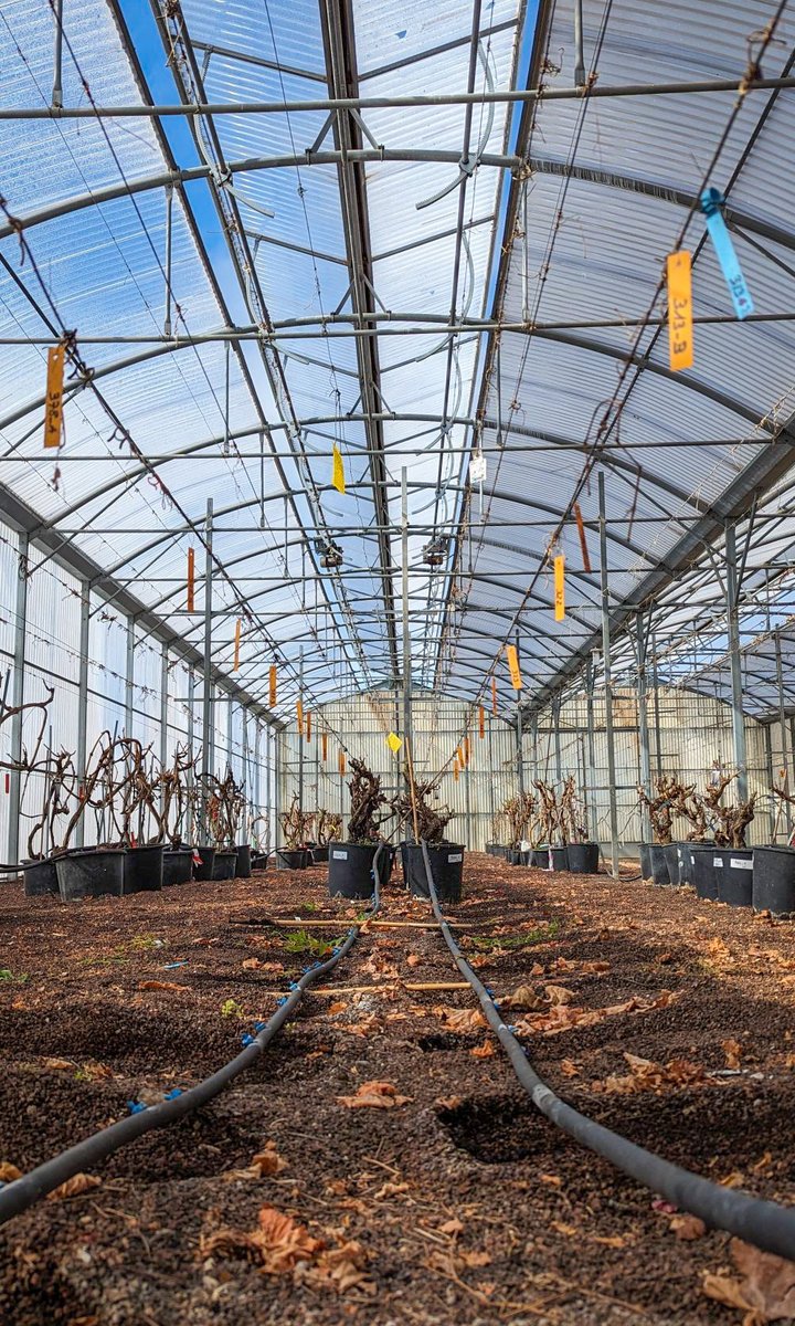 CedricMoisy's tweet photo. En plein préparatifs pour une nouvelle session d'IMAGERIE à la CLINIQUE: 🏥
Les ceps de vigne sont emballés pour protéger l'équipement médical. 🍇
Et ce soir, direction la clinique pour de nouvelles acquisitions 3D par #IRM et #RayonsX ! 🩻
#VITIMAGE #maladies_du_bois #image https://t.co/Yb77sAG063