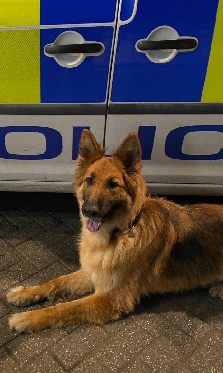 When PD Frankie arrived to assist @BTPKent at an incident, she interrupted a foot chase where 3 suspects were running from officers. She was quickly deployed out the van & after one final warning from her handler, all suspects smartly gave up their night time run & were detained