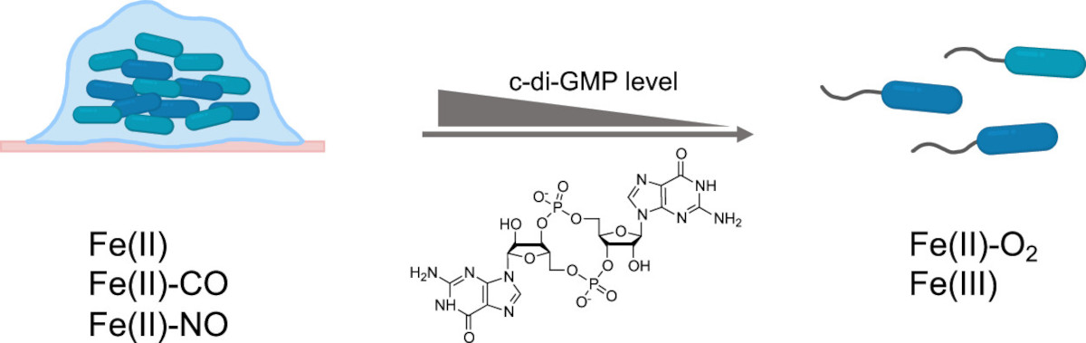 BiochemistryACS's tweet photo. Editors' Choice! 🎉
Investigations of a V. fluvialis heme-based gas sensor shows discrimination between O2, CO and NO, leading to a new proposal for biofilm regulation.
From Kitanishi, Aoyama and Shimonaka @TUS_PR_en
https://t.co/cz2scpr8i6
#globin
#pathogen https://t.co/K76Md4PYkq