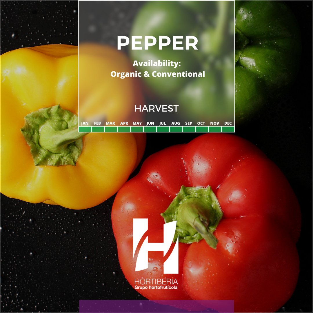 Hortiberia's tweet photo. 🫑Los pimientos no solo agregan color a tus platos, también son una fuente de nutrientes esenciales como la vitamina C y antioxidantes.

Desde el pimiento rojo picante y enérgico, hasta el refrescante y crujiente pimiento verde, y el dulce y suave pimiento amarillo. https://t.co/9WoVA5Uo4d