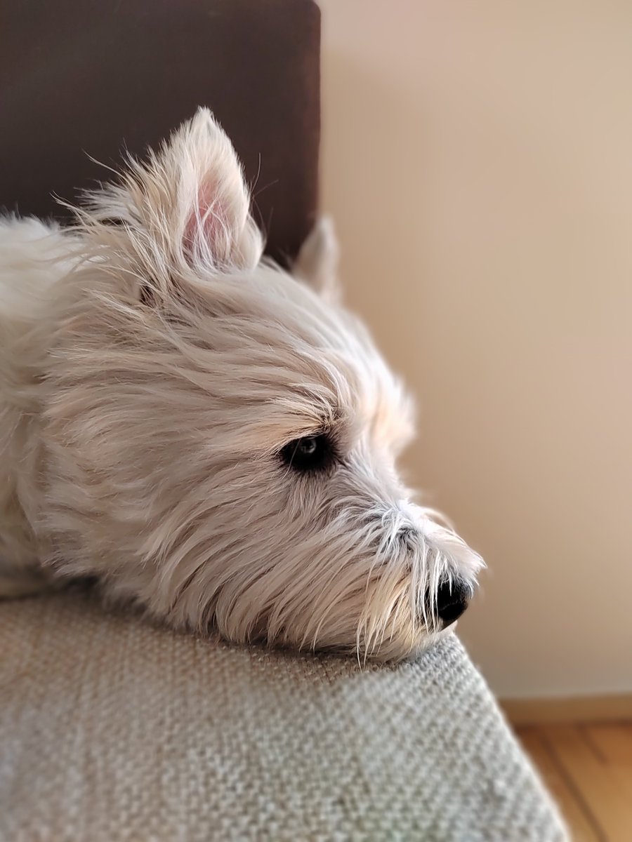 #jerry #westie #terrier #home #enjoylife #portraitphotography #dogsofx #dogslover #animal