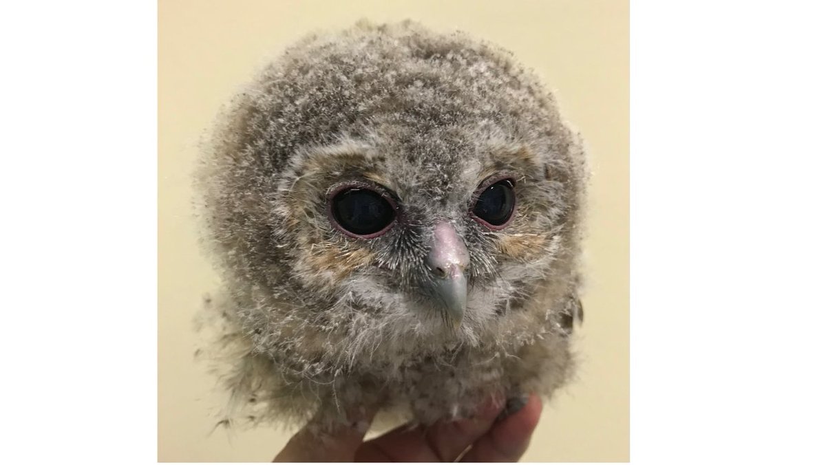 A fluffy, flapping ball with two eyes was in our clinic today !