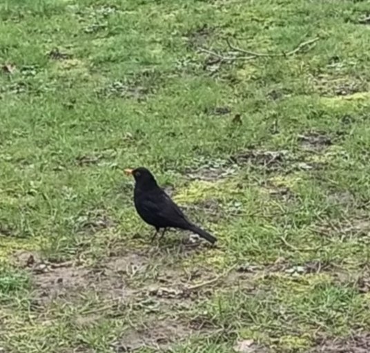 Nic69951965's tweet image. #mywalk
#birdtable