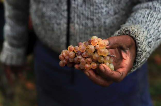 Riesling is 'one of the world's noble grapes and the most versatile'. @Forbes recommends examples from Alsace 😎 Try examples by #DomaineChristopheMittnacht, #DomaineMauriceSchoech and @FamilleHugel 🥂 shorturl.at/bzCU0 #DrinkAlsace