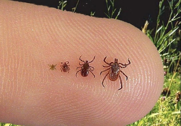 ~470,000 people are diagnosed with Lyme disease each year in the US. When it comes to ticks, what you don’t know CAN hurt you. Here’s 7 tips that’ll keep you safe from these tiny parasites and their diseases: [A Thread]