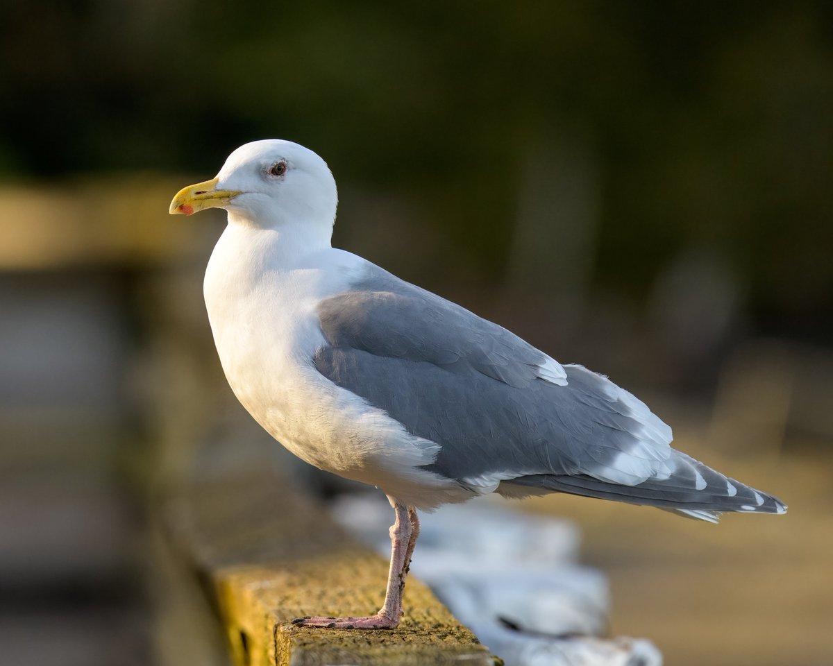 chingsemb's tweet image. A couple of shots from Illahee State park Yesterday @komonews @ShannonODKOMO @Rebecca_Weather