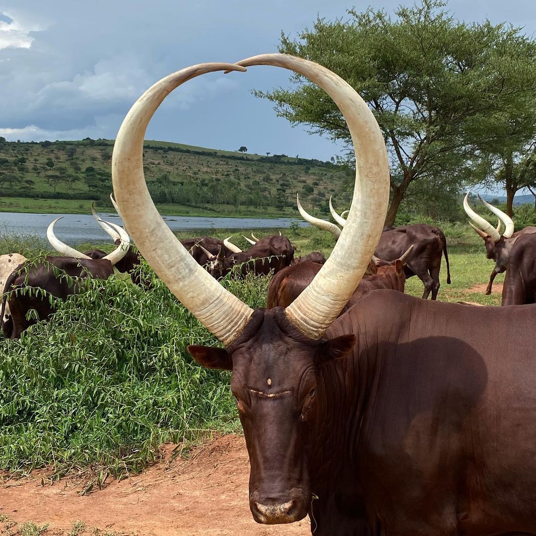 #DYK? @NyagatareDistr, home to Mantis @EpicHotelSuites, preserves Rwanda's pastoralist heritage, including the traditional cows 'Inyambo', famous for their iconic long horns. Discover more during your stay with us, right from our neighbourhood. #VisitRwanda🇷🇼