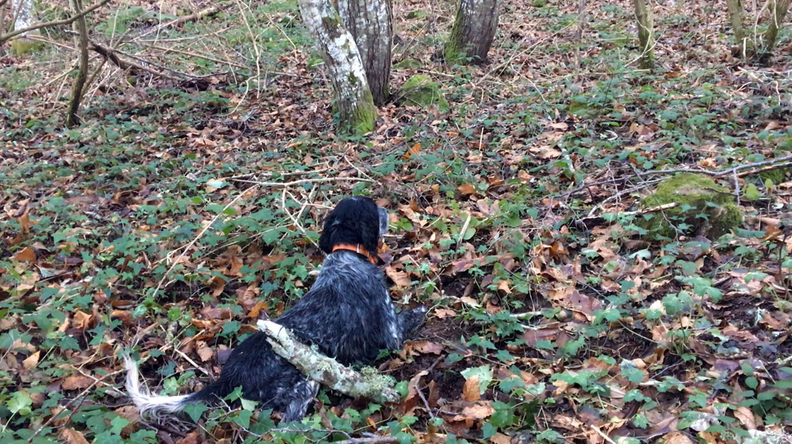 Oppis's tweet photo. New article! https://t.co/tIR3HMnX6R #Dogs #EnglishSetter #Secrets #Setter #Specialist #Tips https://t.co/XqyZYdTX1i