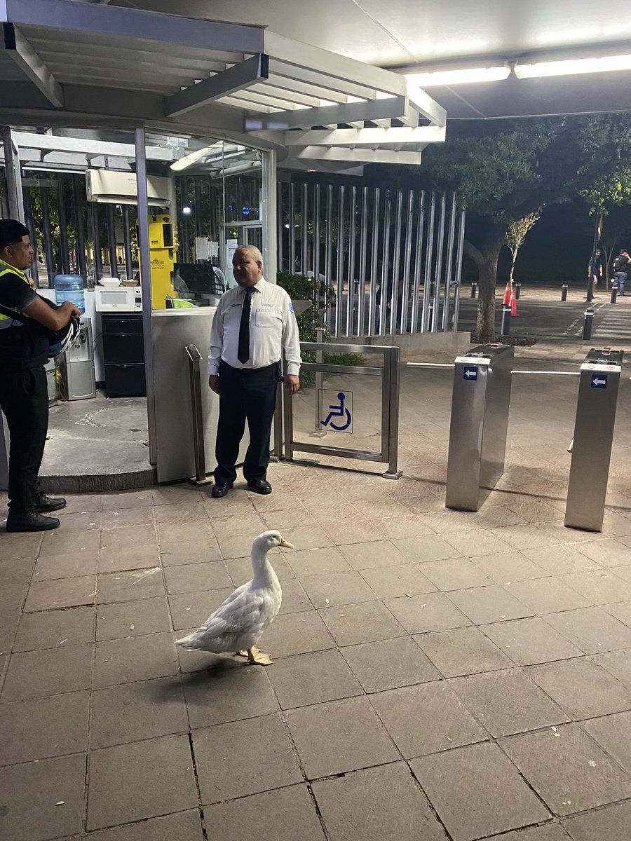 Secretaria de Patos del Tec tweet media