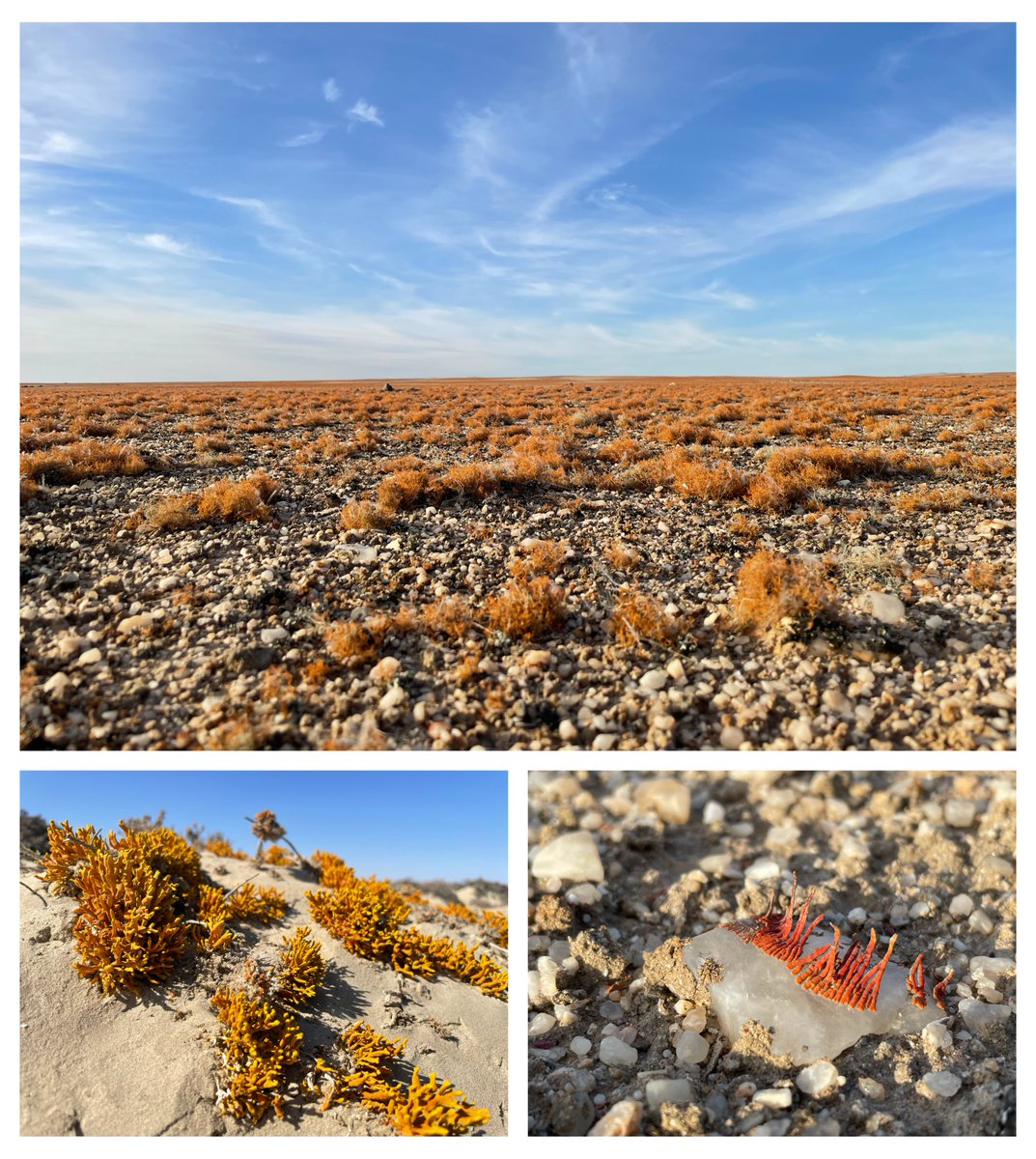 My PhD thesis is now publicly available!
Do you like biosynthetic gene cluster evolution? Go to Ch. 2
Lichen phylogenomics and molecular dating? Ch. 3
Genomics + Metabolomics + trait evolution? Ch. 4
Self-resistance and DNA repair? Ch. 5
Enjoy 🌞🏜️🍄🧬💻
spiral.imperial.ac.uk/handle/10044/1…